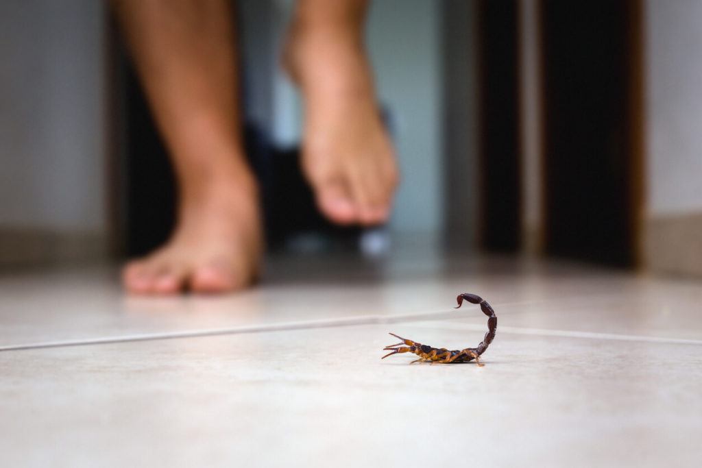 scorpion by foot
