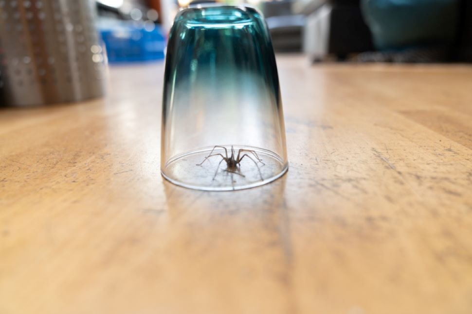 spider in cup