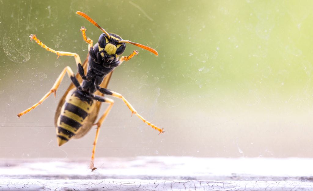 wasp outside window