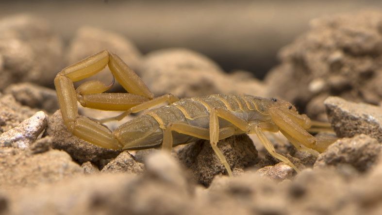 bark scorpion crawling around