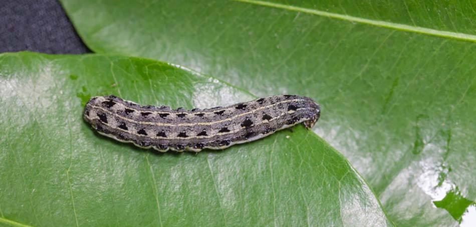 cutworm on leaf