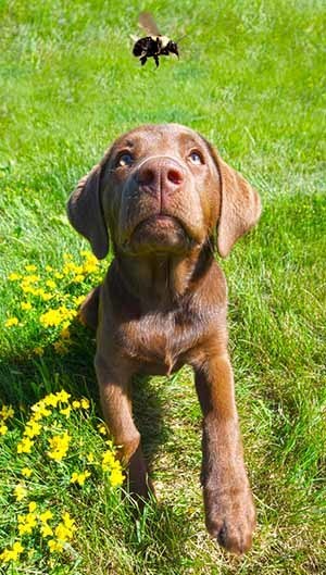 dog playing with bee