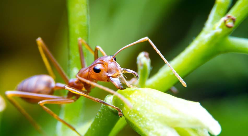 fire ant eating plants