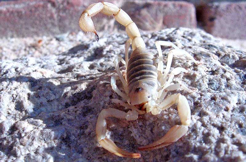 Giant Hairy Scorpion