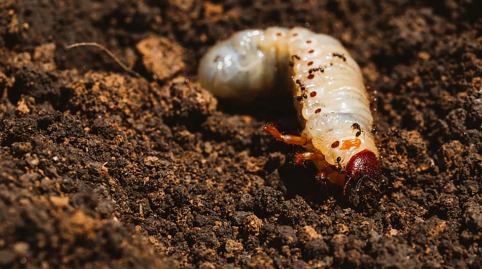 grub larvae in lawn