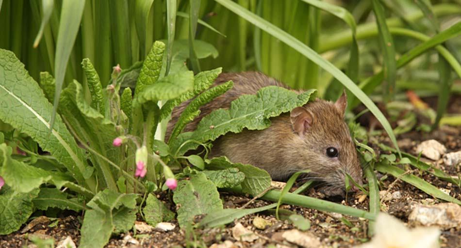 rat in lawn