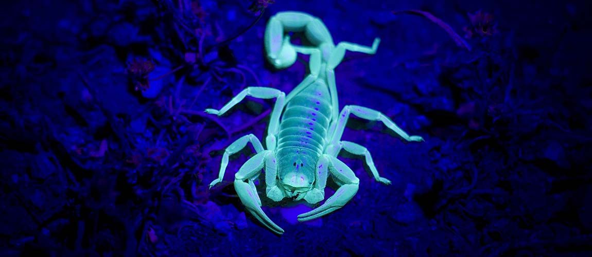 scorpion glowing in the blacklight