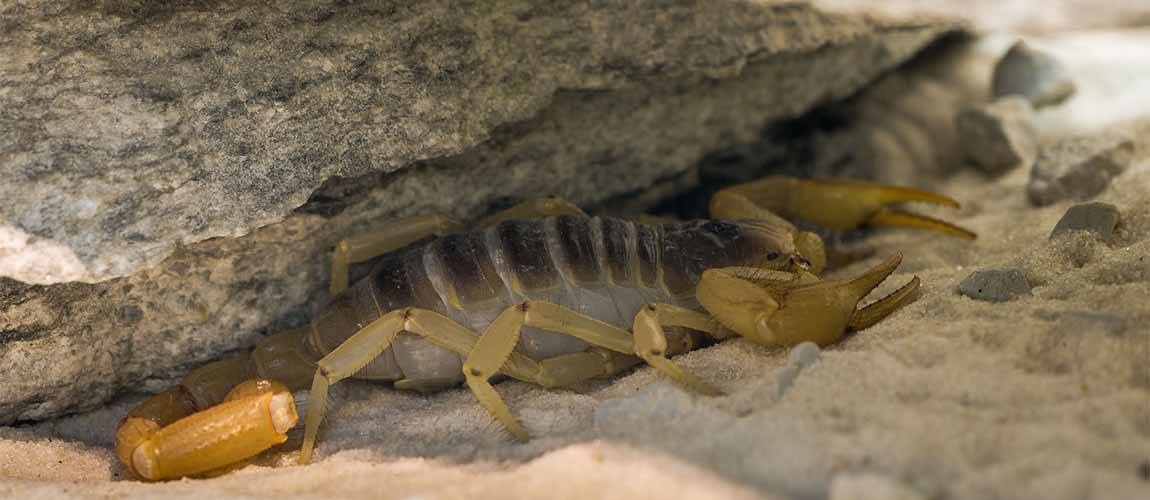 scorpions hiding under rock