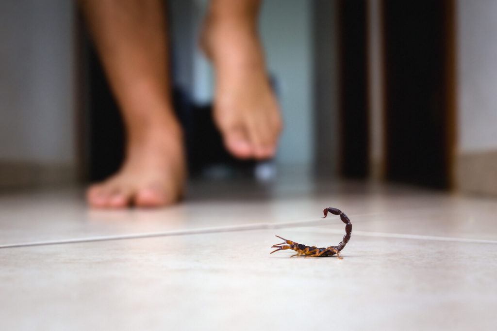 How Does a Scorpion Decide When to Sting? - JSTOR Daily