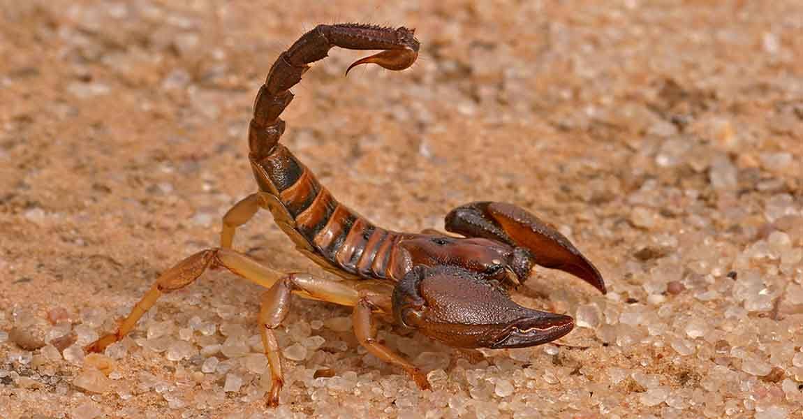 scorpion in las vegas