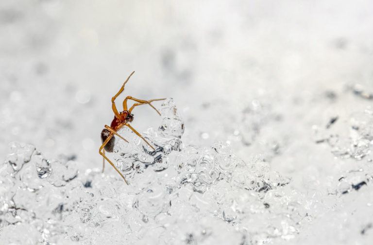 spider in snow