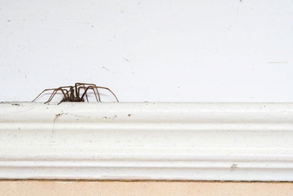 spider on rail