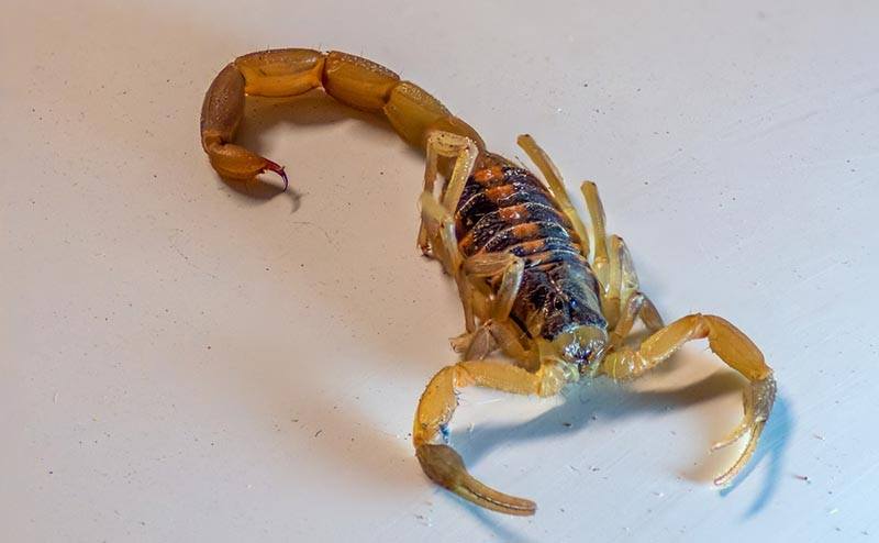 Striped Tail Scorpion