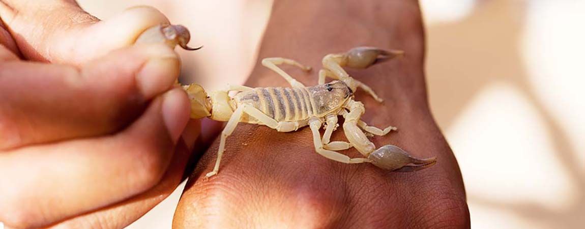 person stung by scorpion