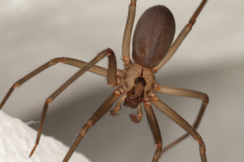 Brown Recluse