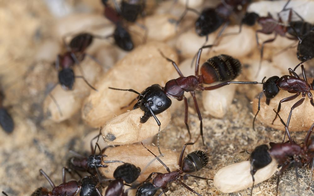 Carpenter Ants