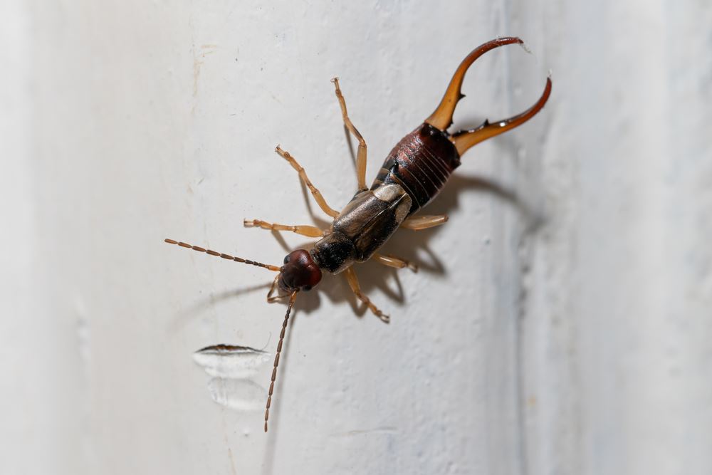 Earwig