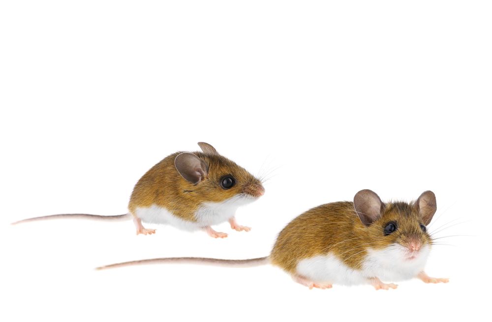 Field Mice