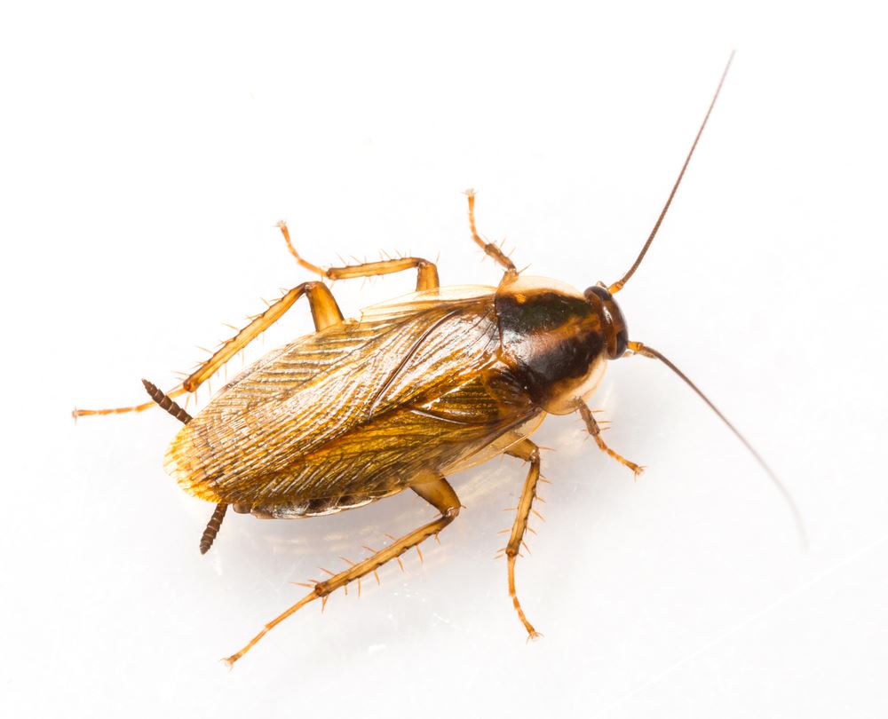 German Cockroach