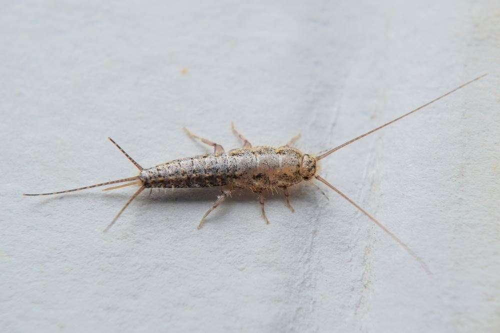 Silverfish