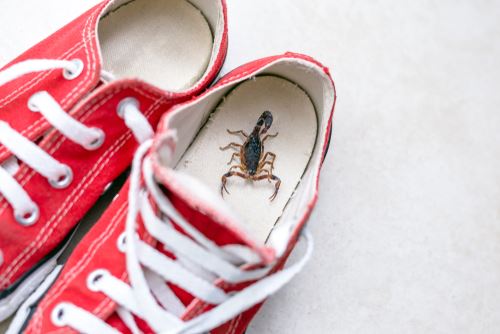 Scorpion found hiding in shoe